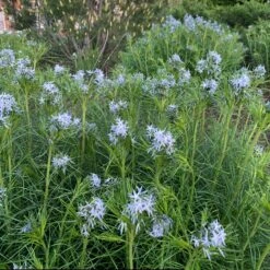 Threadleaf Bluestar -Great Garden Plants amsonia hubrichtii bluestar 10