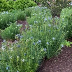 Threadleaf Bluestar -Great Garden Plants amsonia hubrichtii bluestar 11