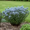 'Storm Cloud' Bluestar -Great Garden Plants amsonia tabernaemontana storm cloud bluestar 1