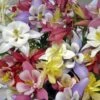 'Biedermeier Mix' Columbine -Great Garden Plants aquilegia biedermeier mix columbine 1 sw