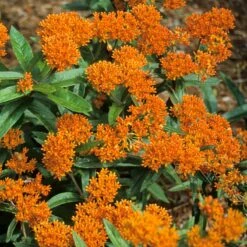 Butterfly Garden Collection 14 Butterfly Garden Collection -Great Garden Plants asclepias tuberosa butterfly weed 2 394d21bb 215f 4992 9901 1ddc40f3a271