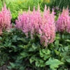'Little Vision In Pink' Astilbe 2 'Little Vision In Pink' Astilbe -Great Garden Plants astilbe little vision in pink 1