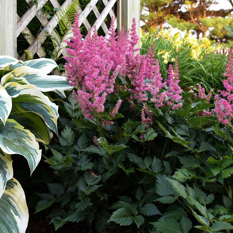 'Little Vision In Pink' Astilbe 4 'Little Vision In Pink' Astilbe - Image 2