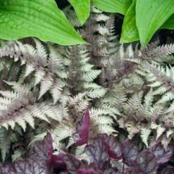 Japanese Painted Fern 9 Japanese Painted Fern -Great Garden Plants athyrium nipponicum pictum 2