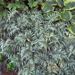 Japanese Painted Fern 10 Japanese Painted Fern -Great Garden Plants athyrium nipponicum pictum 3