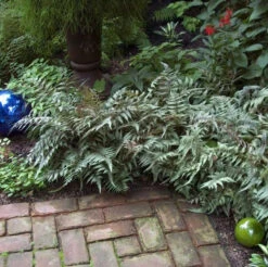 Japanese Painted Fern 8 Japanese Painted Fern -Great Garden Plants athyrium nipponicum pictum 4