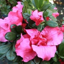 Bloom-A-Thon® Hot Pink Reblooming Azalea -Great Garden Plants azalea bloom a thon hot pink 2 P 5e3125c4 44bd 44c1 bc43 90687fc4c52e sw