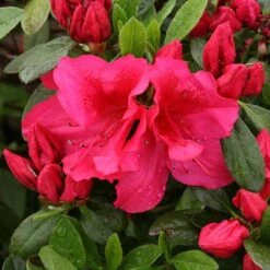 Bloom-A-Thon® Red Reblooming Azalea -Great Garden Plants azalea bloom a thon red 3 P 7a692c2a 10e4 42fd baf7 7af3cfd75363 sw