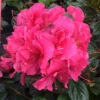 Perfecto Mundo® Double Dark Pink Reblooming Azalea 1 Perfecto Mundo® Double Dark Pink Reblooming Azalea -Great Garden Plants azalea perfecto mundo double dark pink 1