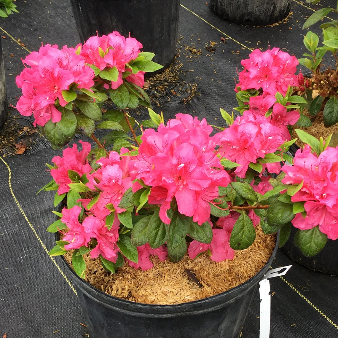 Perfecto Mundo® Double Dark Pink Reblooming Azalea 4 Perfecto Mundo® Double Dark Pink Reblooming Azalea - Image 2