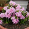 Perfecto Mundo® Double Pink Reblooming Azalea -Great Garden Plants azalea perfecto mundo double pink 1 P