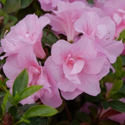 Perfecto Mundo® Double Pink Reblooming Azalea 12 Perfecto Mundo® Double Pink Reblooming Azalea -Great Garden Plants azalea perfecto mundo double pink 2 P