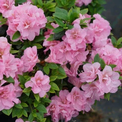 Perfecto Mundo® Double Pink Reblooming Azalea 13 Perfecto Mundo® Double Pink Reblooming Azalea -Great Garden Plants azalea perfecto mundo double pink 3 P