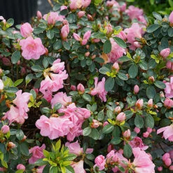Perfecto Mundo® Double Pink Reblooming Azalea 14 Perfecto Mundo® Double Pink Reblooming Azalea -Great Garden Plants azalea perfecto mundo double pink 4 P