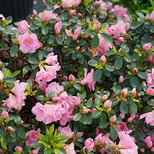 Perfecto Mundo® Double Pink Reblooming Azalea 8 Perfecto Mundo® Double Pink Reblooming Azalea - Image 6