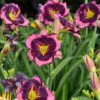 Rainbow Rhythm® 'Storm Shelter' Daylily -Great Garden Plants b4c389f602ee8577bff947fe661b27cb