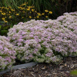 Rock 'N Round™ 'Pure Joy' Stonecrop 11 Rock 'N Round™ 'Pure Joy' Stonecrop -Great Garden Plants b5bcd667164be833e564ec669ea9f3be