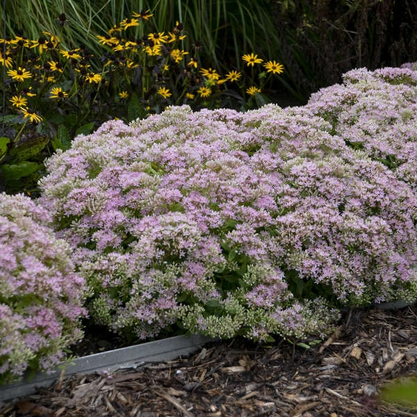 Rock 'N Round™ 'Pure Joy' Stonecrop 6 Rock 'N Round™ 'Pure Joy' Stonecrop - Image 4