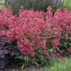 Bejeweled™ 'Rose Rhinestones' Beardtongue 2 Bejeweled™ 'Rose Rhinestones' Beardtongue -Great Garden Plants b6c678f0f6d291e2cecfa5704dadb1fb