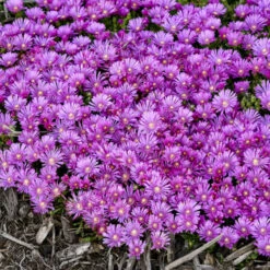 Kaleidoscope™ 'Orchid Flash' Ice Plant -Great Garden Plants b8ad7c27e61d5c033cd23b22a7630024