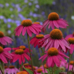 PowWow® Wild Berry Coneflower -Great Garden Plants b99ddca663cd1a150144778b6146cfd9
