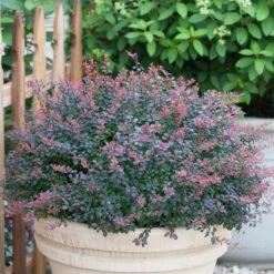 Sunjoy® Mini Salsa Barberry -Great Garden Plants berberis sunjoy mini salsa barberry 2