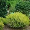 Cesky Gold® Dwarf Birch 2 Cesky Gold® Dwarf Birch -Great Garden Plants betula cesky gold 3 P sw