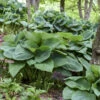'Big Daddy' Hosta -Great Garden Plants big daddy hosta 2