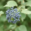 Blue Muffin® Arrowwood Viburnum -Great Garden Plants bluemuffin1