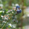 'Blueray' Blueberry -Great Garden Plants blueray blueberry 1