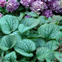 'Jack Frost' Siberian Bugloss -Great Garden Plants brunnera jack frost 6