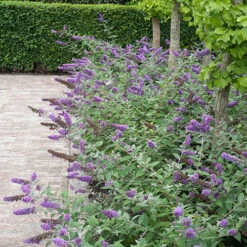 Lo & Behold® 'Blue Chip' Butterfly Bush -Great Garden Plants buddleia lo behold blue chip 6 P