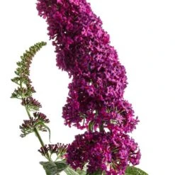 'Miss Molly' Butterfly Bush 12 'Miss Molly' Butterfly Bush -Great Garden Plants buddleia miss molly butterfly bush 2