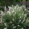 'Miss Pearl' Butterfly Bush -Great Garden Plants buddleia miss pearl 4 P