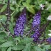 Pugster Blue® Butterfly Bush 2 Pugster Blue® Butterfly Bush -Great Garden Plants buddleia pugster blue butterfly bush 1