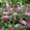 Pugster Pink® Butterfly Bush -Great Garden Plants buddleia pugster pink butterfly bush 2