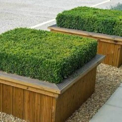 'Green Velvet' Boxwood 9 'Green Velvet' Boxwood -Great Garden Plants buxus green velvet boxwood 4 sw