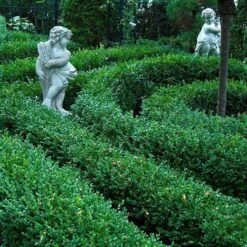 'Green Velvet' Boxwood 10 'Green Velvet' Boxwood -Great Garden Plants buxus green velvet boxwood 5 sw