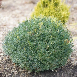 North Star® Boxwood 9 North Star® Boxwood -Great Garden Plants buxus north star 1