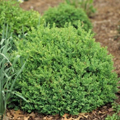 North Star® Boxwood 8 North Star® Boxwood -Great Garden Plants buxus north star 2