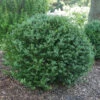 North Star® Boxwood 2 North Star® Boxwood -Great Garden Plants buxus north star 3