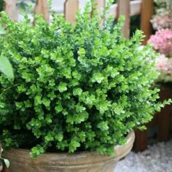 Sprinter® Boxwood 12 Sprinter® Boxwood -Great Garden Plants buxus sprinter boxwood 2
