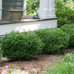 Sprinter® Boxwood 9 Sprinter® Boxwood -Great Garden Plants buxus sprinter boxwood 3