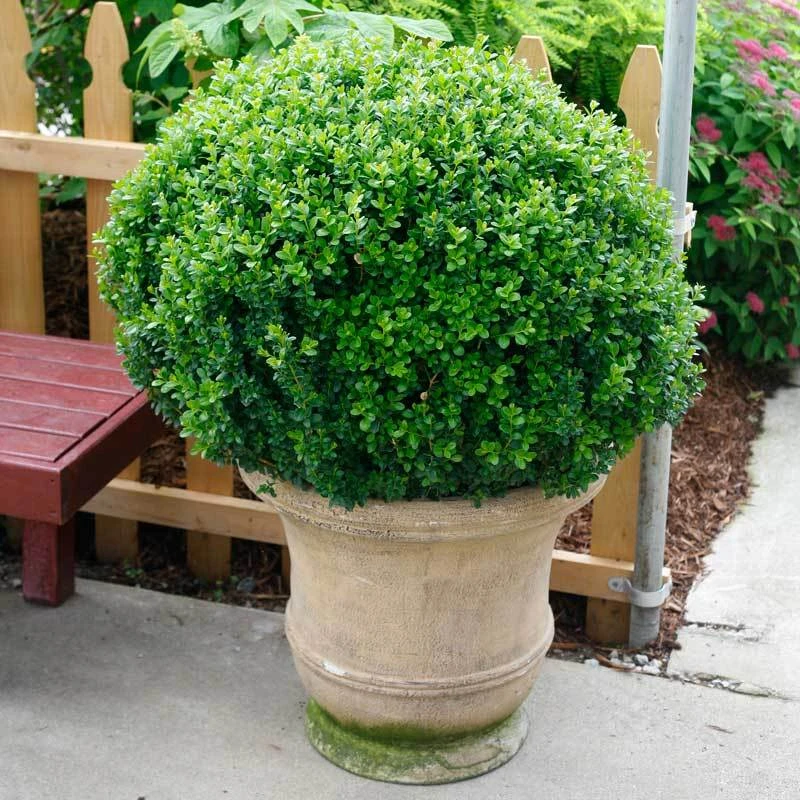 Sprinter® Boxwood 5 Sprinter® Boxwood - Image 3