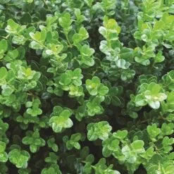 Sprinter® Boxwood 11 Sprinter® Boxwood -Great Garden Plants buxus sprinter boxwood 5