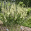 Decadence® 'Vanilla Cream II' False Indigo -Great Garden Plants c1233b93c442b584e3e237b754719380