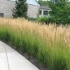 'Karl Foerster' Feather Reed Grass -Great Garden Plants calamagrostis karl foerster feather reed grass 2 sw
