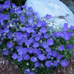 'Rapido Blue' Bellflower 8 'Rapido Blue' Bellflower -Great Garden Plants campanula rapido blue 1