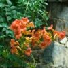 Trumpet Vine -Great Garden Plants campsis radicans trumpet creeper 1