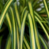 EverColor® 'Eversheen' Sedge -Great Garden Plants carex oshimensis eversheen sedge